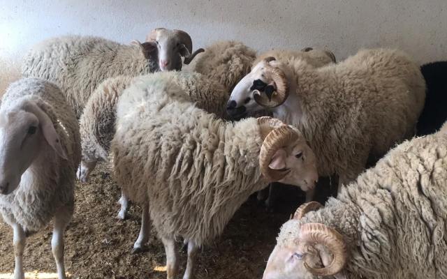 Akika ve Şükür Kurbanı Akika ve Şükür Kurbanı
