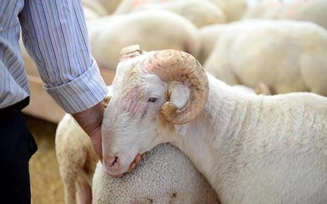 Ataşehir adak kurbanı için İslami usullere uygun kesim, ücretsiz teslimat ve 7/24 destek! Adaklık koç, kuzu, koyun ve keçi için şimdi bizi arayın!