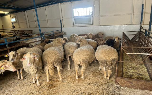 Çekmeköy Adak Kurban Fiyatları – Çekmeköy Adak Satış ve Kesim Çekmeköy Adak Kurban Fiyatları – Çekmeköy Adak Satış ve Kesim
