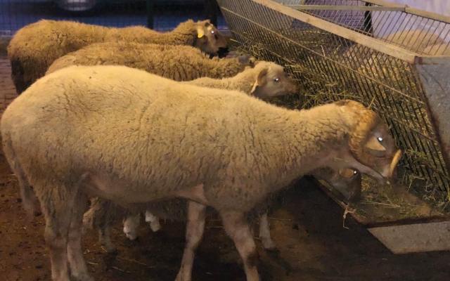 Gebze Adak Kurban Fiyatları – Gebze Adak Satış ve Kesim Gebze Adak Kurban Fiyatları – Gebze Adak Satış ve Kesim