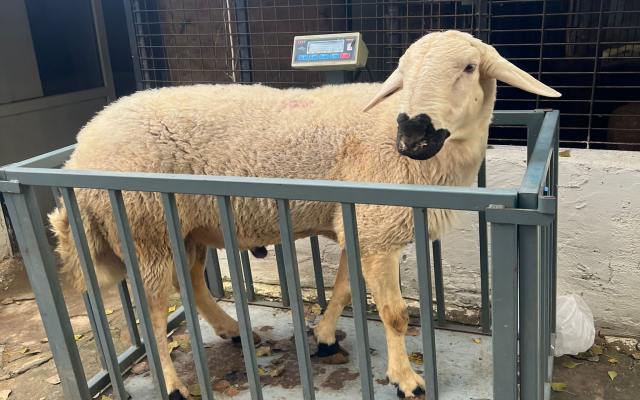 Kadıköy Adak Kurban Fiyatları – Kadıköy Adak Satış ve Kesim Kadıköy Adak Kurban Fiyatları – Kadıköy Adak Satış ve Kesim