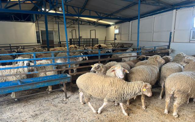 Kartal Adak Kurban Fiyatları – Kartal Adak Satış ve Kesim Kartal Adak Kurban Fiyatları – Kartal Adak Satış ve Kesim