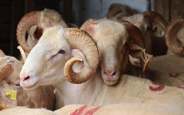 Kurbanlık Koç Kuzu Keçi Koyun Kurbanlık Koç Kuzu Keçi Koyun