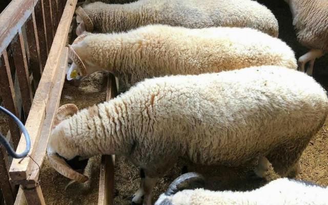 Maltepe Adak Kurban Fiyatları – Maltepe Adak Satış ve Kesim Maltepe Adak Kurban Fiyatları – Maltepe Adak Satış ve Kesim