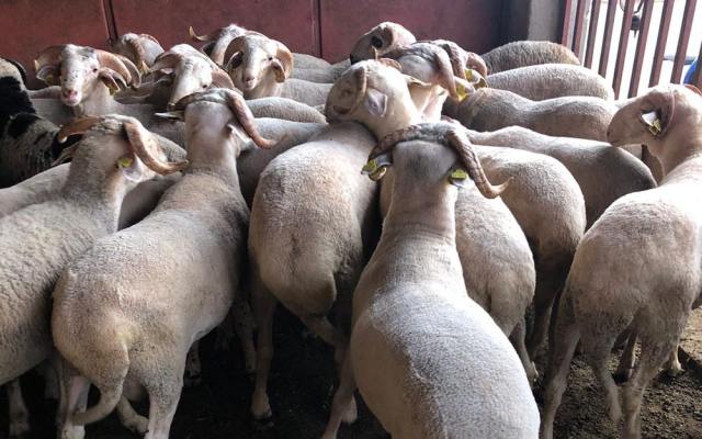 Pendik Adak Kurban Fiyatları – Pendik Adak Satış ve Kesim Pendik Adak Kurban Fiyatları – Pendik Adak Satış ve Kesim