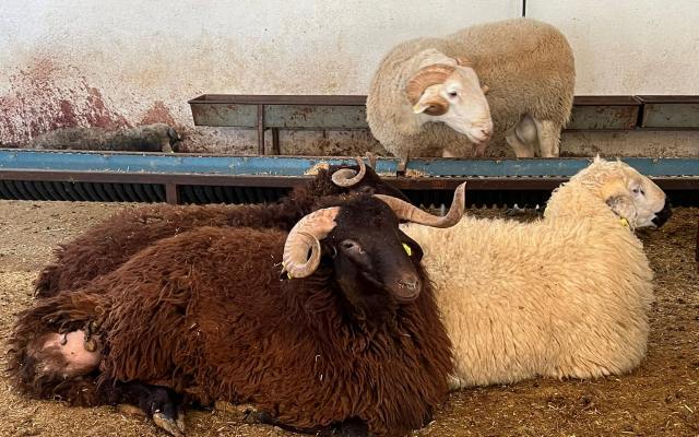 Tuzla adak ve kurban hizmetleri hakkında detaylı rehber! Hijyenik kesim, adrese teslim, dini kurallara uygun küçükbaş hayvanlar ve Tuzla'nın mahallelerine özel adak hizmetleri.