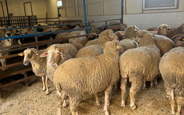 Ümraniye Adak Kurban Fiyatları – Ümraniye Adak Satış ve Kesim Ümraniye Adak Kurban Fiyatları – Ümraniye Adak Satış ve Kesim