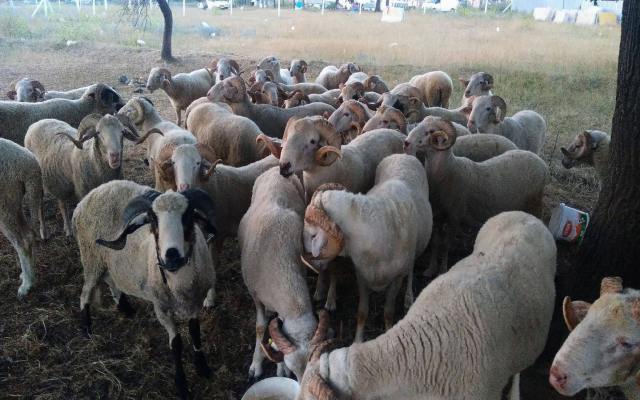 Kadıköy’de adak kurban hizmeti mi arıyorsunuz? Akika, şükür, nazar gibi adaklar için hijyenik kesim, adrese teslim ve İslami usullere uygun kurban seçenekleri burada!