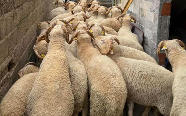 Kartal adak kurban hizmetleri hakkında detaylı bilgi alın. Mahallelere göre adaklık hayvan türleri, adrese teslim seçenekleri, kesim koşulları ve dini uygunluk gibi tüm detaylar burada. Kartal’da güvenilir adak kurbanlık hizmeti arayanlar için rehber niteliğinde.